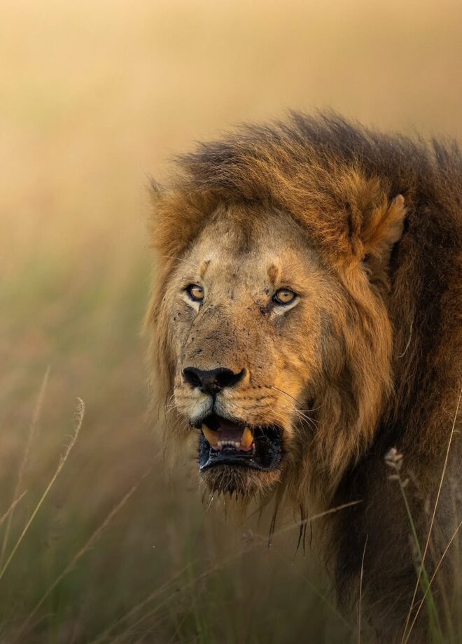 Lion