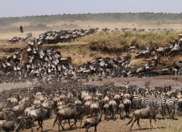 Migration Migration
