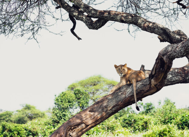 0-Sanctuary Swala game drive_1