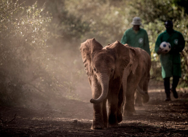 Conservation In Action